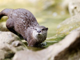Asian Short Clawed Otter  Running Across Rocks in a Creek  Earsham  UK