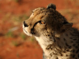 Cheetah  Nambia Africa