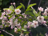Crab Apple Blossom (Malus) Close-up