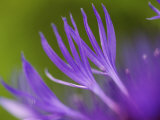 Cornflower  Close up of Flower Petals  Scotland
