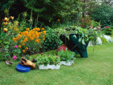 Trays of Petunia and Nicotiana Next to a Wheel Barrow Full of Weeds Gloves and a Kneeler Iris