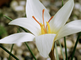 Crocus Hadriaticus  "Dodona " October