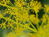 Dill (Anethum Graveolens) Close-up of Flower