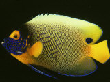 Blue-Faced Angelfish  Pomacanthus Xanthometopon