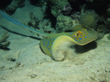 Blue Spotted Sting Ray  Ras Mohammed  Red Sea