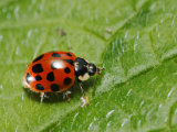 Harlequin Ladybird on Alkanet Leaf  London  UK