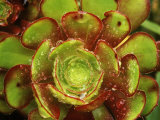 Aeonium Atropurpureum  Fleshy Lime Green Plant with Dark Red Tips