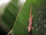 A Gecko Lizard Crawls Down a Plant