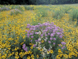Wild Bergamot  Black Eyed Susans  Michigan  USA