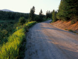 Dirt Road Through the Boreal Forest  Northern Forest  Vermont  USA
