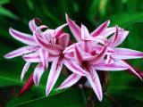 Seychelles Lily  Seychelles