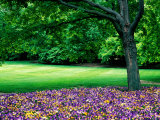 Garden at Cantigny Estate  Winfield  United States of America