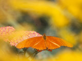 Butterfly Feeding on Terra Cotta Yarrow  Seaside Butterfly House  Oregon  USA