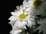 Daisy Flower