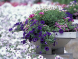 Petunias in Flower Planter
