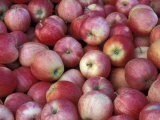 Freshly Picked Gala Apples  Monitor  Washington  USA