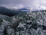 Snow Coats the Boreal Forest on Mt Lafayette  White Mountains  New Hampshire  USA