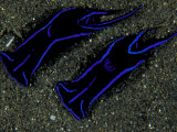 Nudibranch  Papua New Guinea
