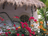 Bougenvilla Blooms Underneath a Thatch Roof  Puerto Vallarta  Mexico