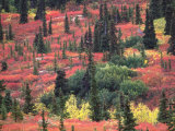 Red and Yellow Foliage of Denali National Park  Alaska  USA