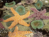 Giant Green Anemones and Ochre Sea Stars