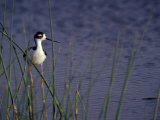 Black-Necked Stilt  Malheur National Wildlife Refuge  Oregon  USA