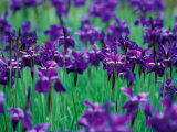 Purple Iris at Weyerhaeuser Rhododendron Display  Washington  USA