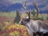 Caribou in Fall Tundra  Denali National Park  Alaska  USA