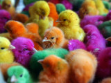 Artificially Colored Chicks Crowd Together