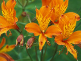 Orange Asiatic Lilies in Town Square  Cannon Beach  Oregon  USA