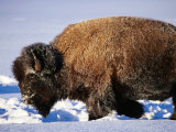 Bison in Snow  Yellowstone National Park  USA