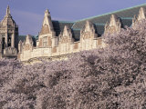 Blooming Cherry Trees at the University of Washington  Seattle  Washington  USA