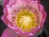Waterlily  Naples Botanical Garden  Naples  Florida  USA