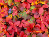 Tundra Fall Colors  Denali National Park  Alaska  USA