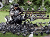 A Woman Feeds Pigeons Seeds