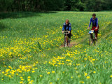 Bicyclists Ride Through Field of Dandelions  Gauja River  Gauja National Park  Latvia