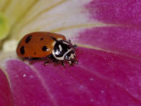 Ladybug Beetle