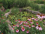Coneflowers Around Water Garden  Louisville  Kentucky  USA