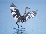 Reddish Egret Fishing  Sanibel Island  Ding Darling National Wildlife Refuge  Florida  USA