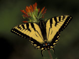 Tiger Swallowtail on Indian Paintbrush  Houghton Lake  Michigan  USA