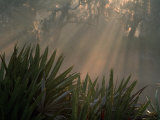 Chimney Creek  Palms and Oaks in Fog  Savannah  Georgia  USA