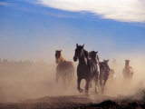 Wild Horses in the High Desert near Sun River  Oregon  USA