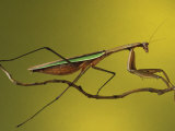 Praying Mantis on Twig  Rochester Hills  Michigan  USA