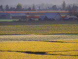 Daffodil Fields  Skagit Valley  Washington  USA