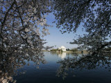 Cherry Blossoms Line the Tidal Basin