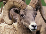 Bighorn Sheep  Northwest Trek Wildlife Park  Washington  USA