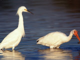 Snowy Egret and Ibis  Ding Darling National Wildlife Refuge  Florida  USA
