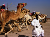 Official Starter Runs Away From Camels at Start of Race at Kuwait Camel Racing Club  Kuwait