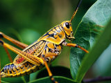 Grasshopper  USA