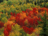 Fall Colors in Wassataquoik Valley  Northern Hardwood Forest  Maine